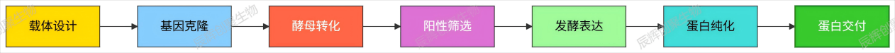 【辰辉创聚生物】酵母表达系统|毕赤酵母表达|重组蛋白表达平台